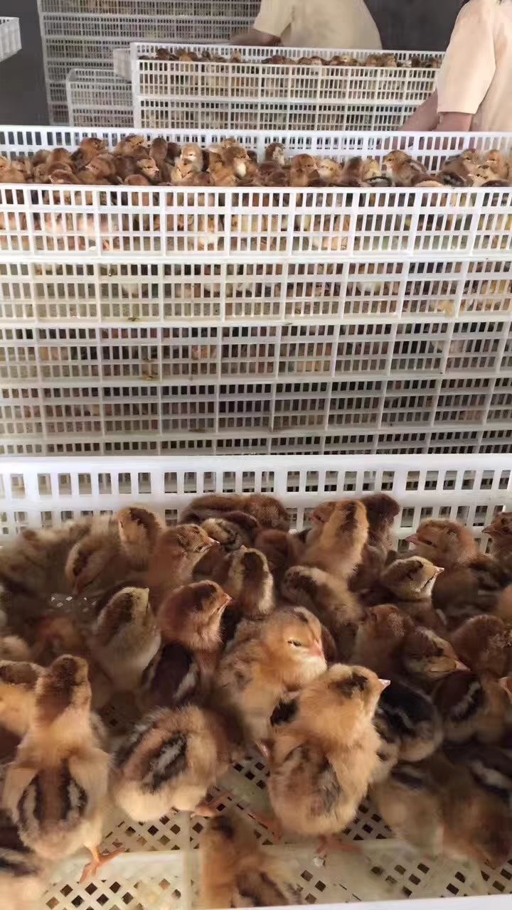 土鸡苗 统货