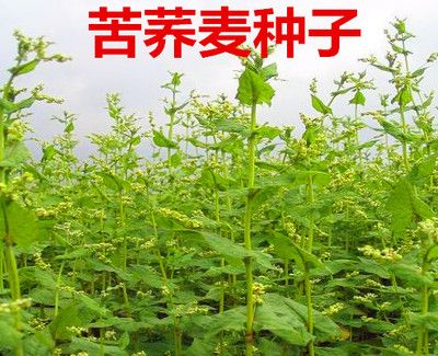 沭阳县 荞麦种子苦荞麦甜荞麦荞麦茶抗倒扶抗病抗虫包邮