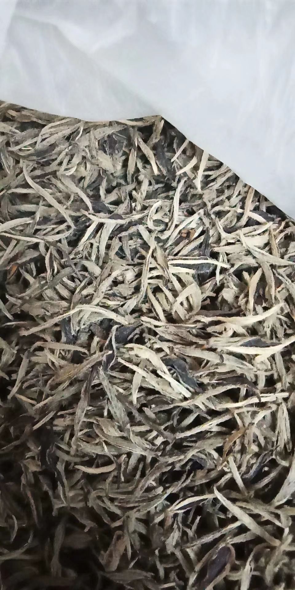 福鼎白茶09年白毫银针