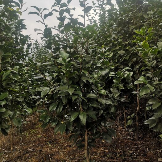高县 3公分茶花大量