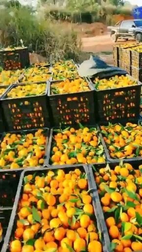 兴安县柑桔  南丰蜜桔小贡桔大量上市