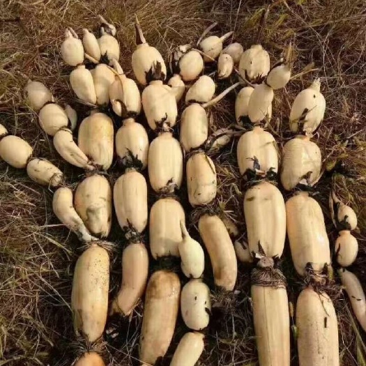 鱼台县巨无霸莲藕  供应莲藕，莲藕种苗，荷花，睡莲