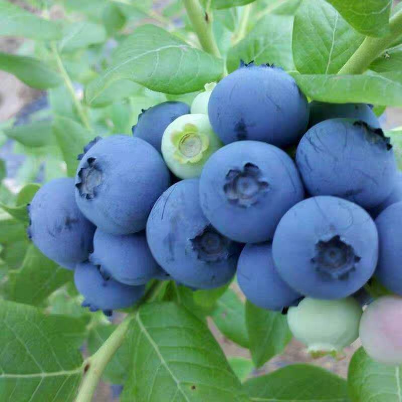 山东兔眼蓝莓