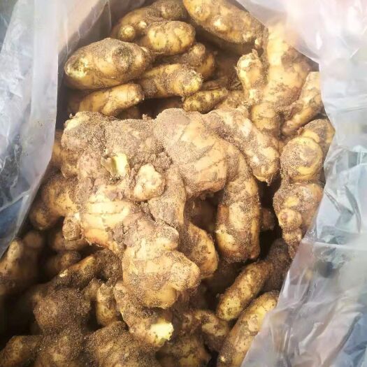 行唐县大黄姜 大量19年圆头姜，泥姜洗姜都有需要的联系