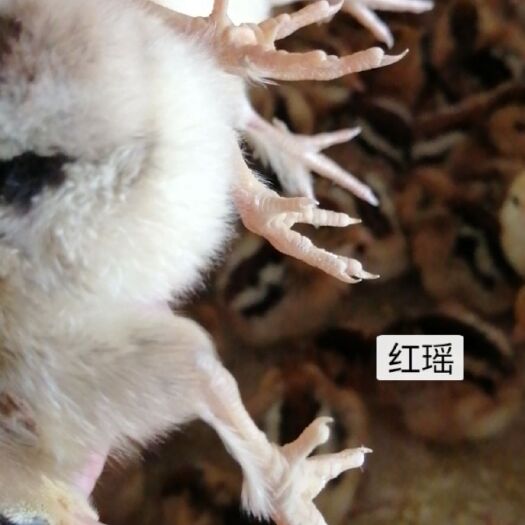 广州瑶鸡苗 红瑶鸡母