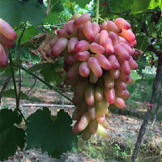 平邑县 美人指葡萄苗，基地直供，量大优惠