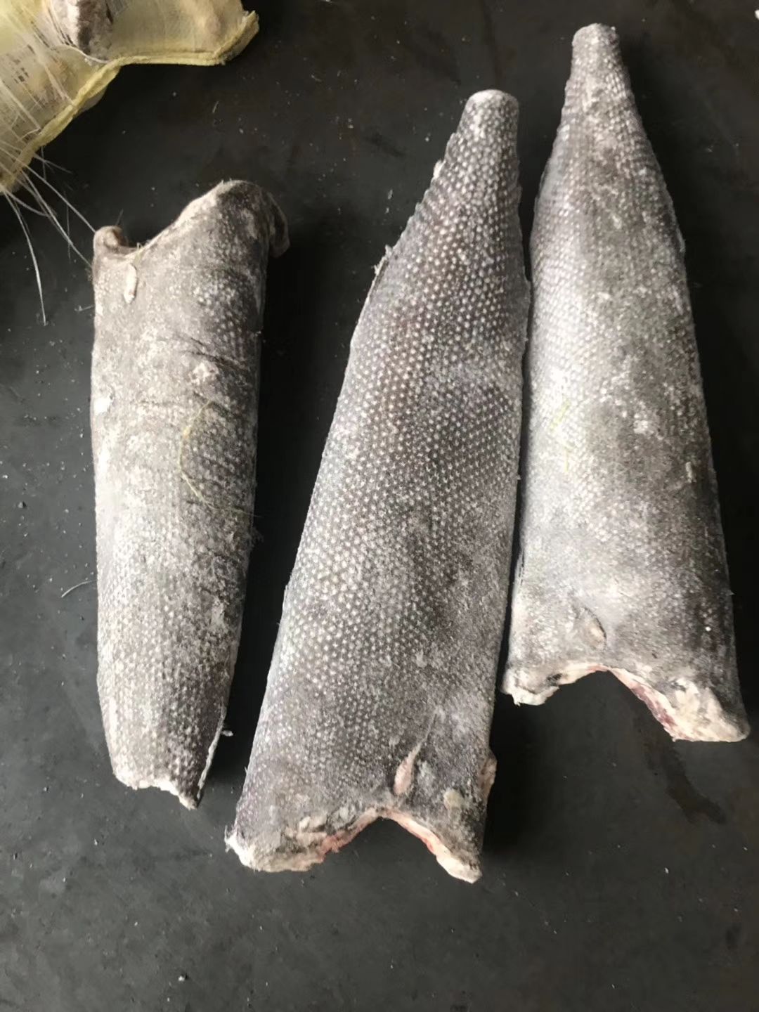 沙甘鱼 油甘鱼
