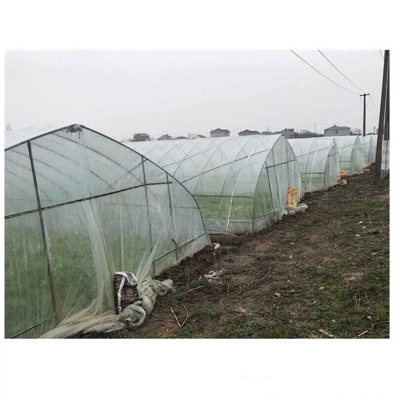 青藜蒿 八卦洲芦蒿 即将上市，预购从速。