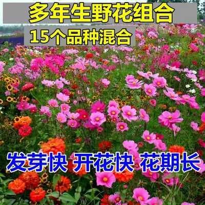 沭阳县 四季播种野花组合种子多年生四季开花花海绿化多种花草组合种籽