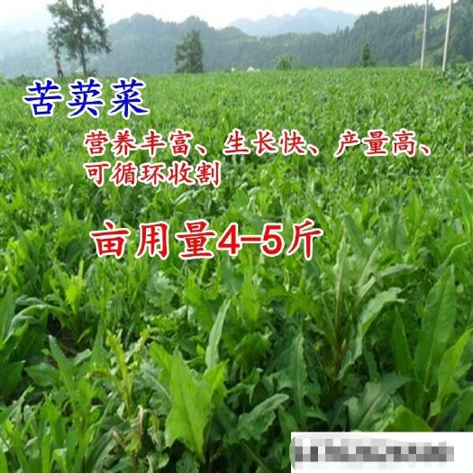 沭阳县 苦荬菜种子梯牧草种子四季多年生秋冬季耐寒牧草种子营养丰富