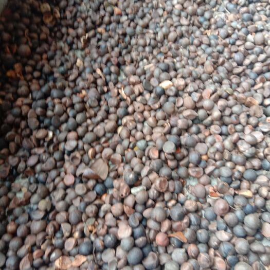 罗城县 油茶籽