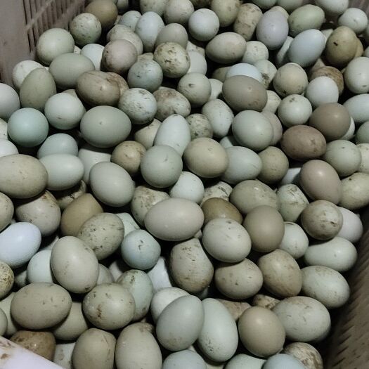 遵义 绿壳鸡蛋