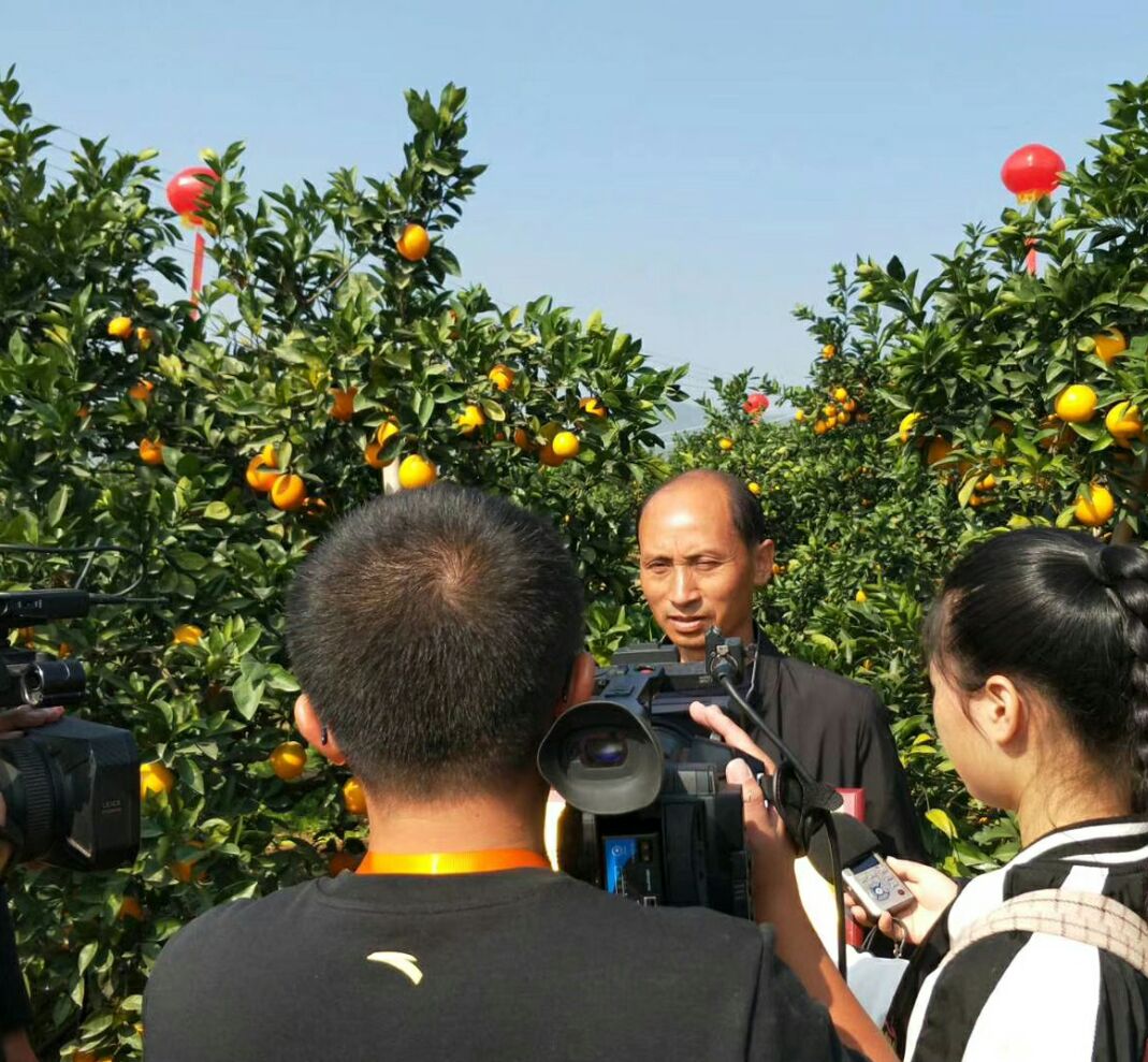  19年赣南脐橙博览会:赣州市委书记携程各位明星为赣南脐橙代