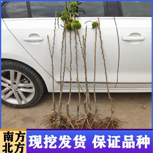 平邑县大红袍板栗苗 板栗树果苗嫁接苗树苗南方北方种植高产锥当年结果大红袍特大果树