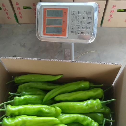 诏安县黄皮辣椒  黄皮椒 盛产  大量实力代办