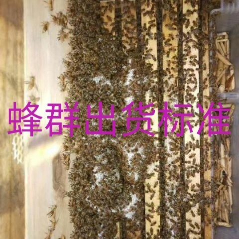 渠县阿坝中蜂王 大量批发零售中蜂