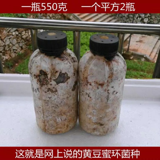 宜昌天麻蜜环菌种 零代种天麻籽  天麻猪苓蜜环菌种