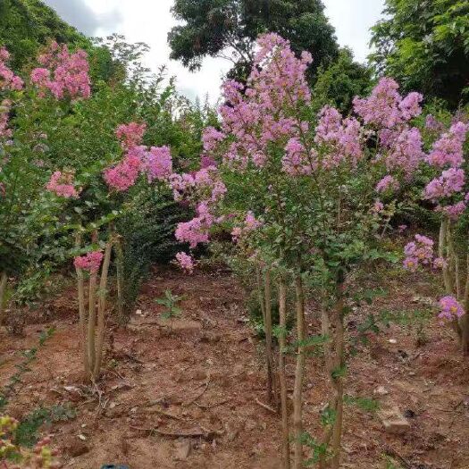 横州市 小叶紫薇，自家货源，6000棵，单杆，丛桩均有货