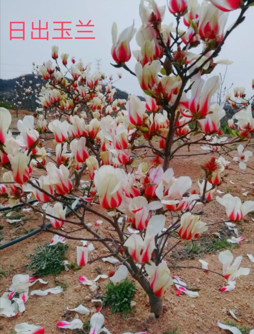 邳州市 进口矮化玉兰 日出玉兰