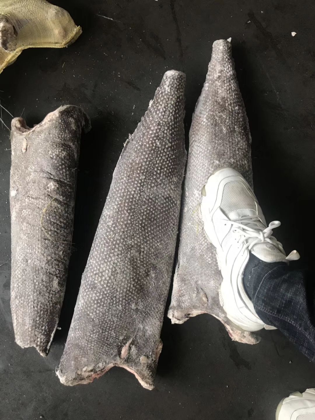 沙甘鱼 油甘鱼