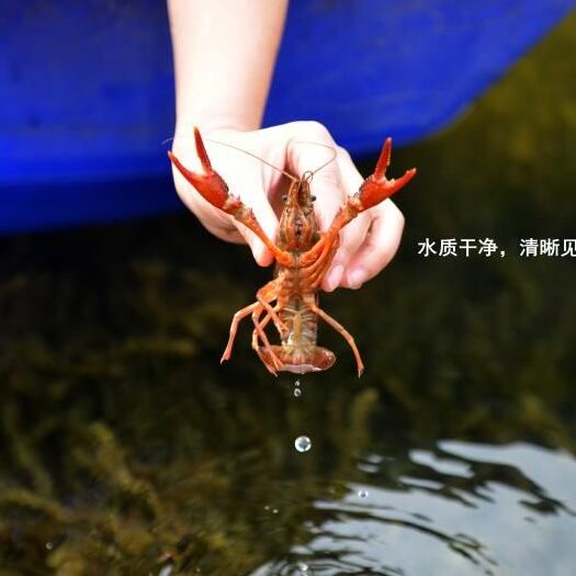淮安 洪泽湖小龙虾，十三香小龙虾，香辣小龙虾，蒜泥龙虾礼盒