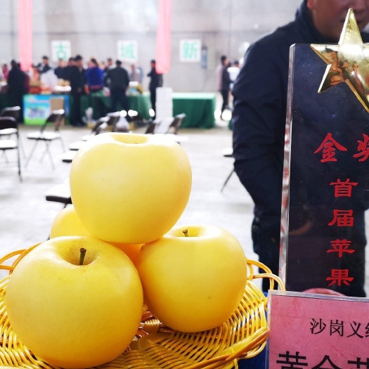 盖州市苹果树苗黄金苹果苗 苹果苗黄金苹果苗不变面苗木有防伪标签，签订合同