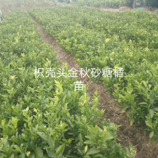 灵山县 有红心橙苗供应