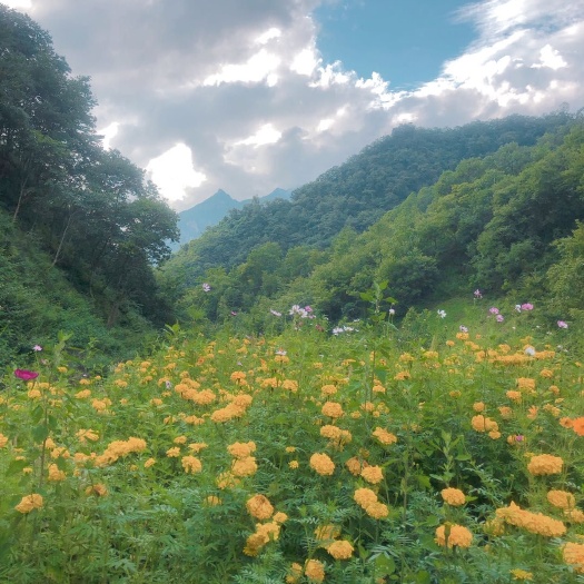 云阳 重庆云阳高山天然百花蜜