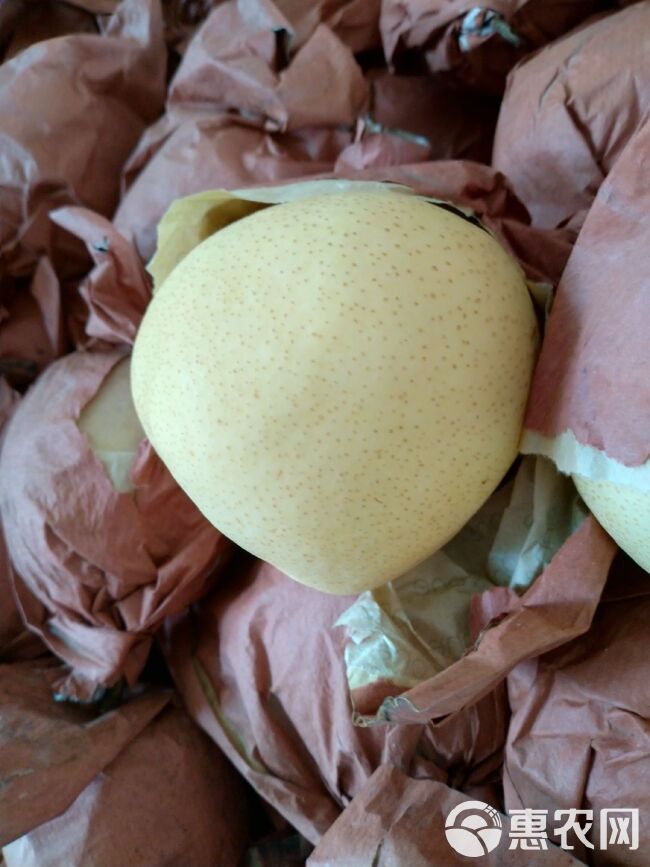 蒲城冷库酥梨纸袋通货，口感脆甜，果面干净，有需要的联系！