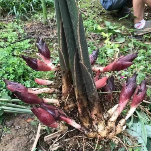 恩施市阳荷种苗  阳荷   阳荷种茎块