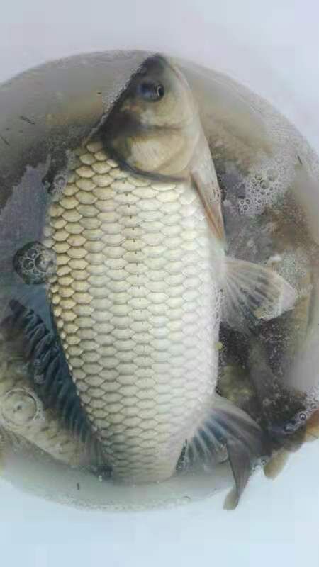 宜良縣紅鯽魚 人工養殖 0.5-2.5公斤