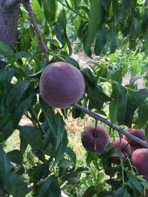 蒙阴县 黑桃苗