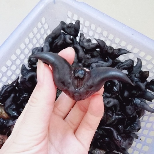 怀集县 大量供应菱角，纯自然生态环境生长，新鲜可口！