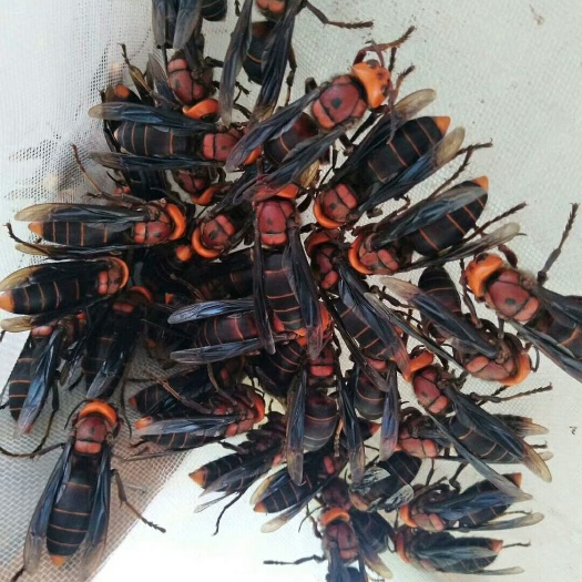 广南县胡蜂  正宗红娘虎头蜂蜂王，有需要的老板联系我