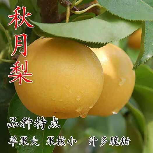 平邑县秋月梨树苗  梨树苗秋月梨嫁接苗 保品种纯度盆栽地栽保湿发货现基地直销
