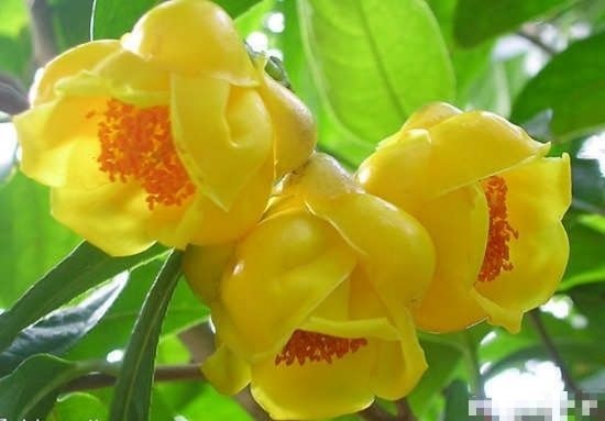 靈山縣金花茶盆栽  金花茶苗
