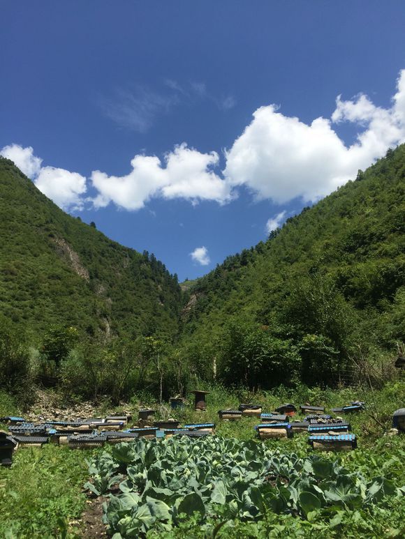  爺爺在老家養(yǎng)的土蜂蜜