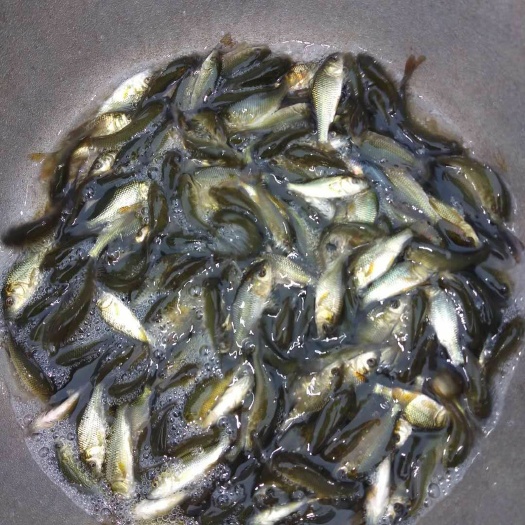 重庆市 草鱼苗