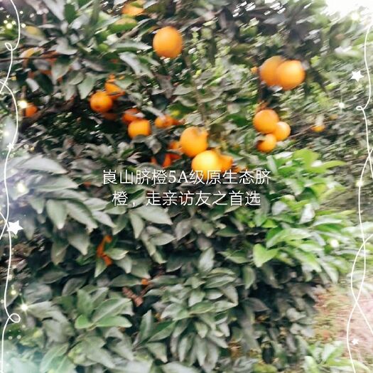 新宁县崀山脐橙 中国四大脐橙生产基地：5A级景区峎山脐橙纽荷尔7904
