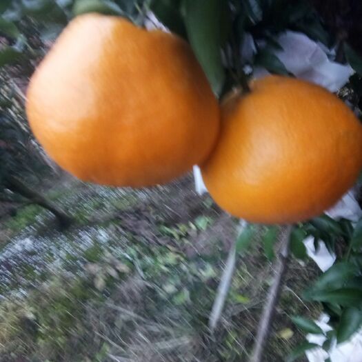 遂宁耙耙柑 ＞8cm 5两以上