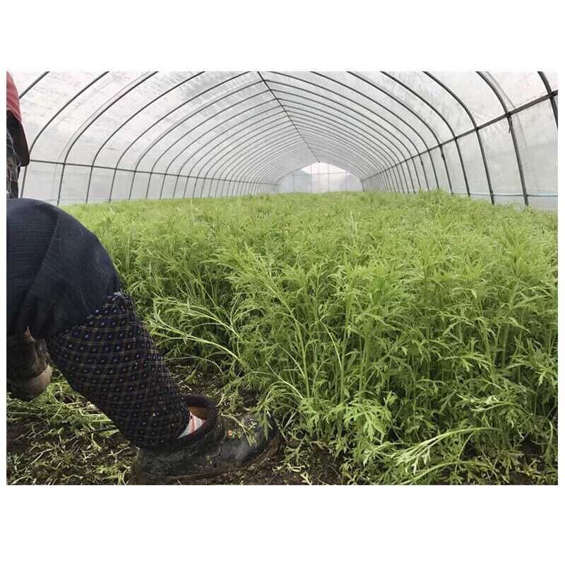 青藜蒿 八卦洲芦蒿 即将上市，预购从速。