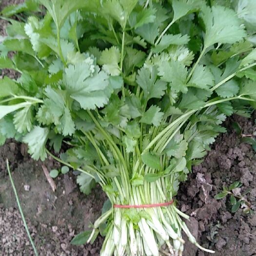 南通小青菜 出售各种大棚蔬菜