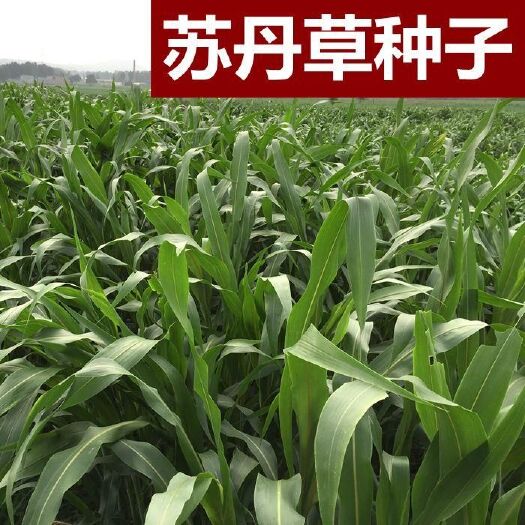  苏丹草种子优质高产鱼草草籽猪牛羊家禽饲料牧草草籽