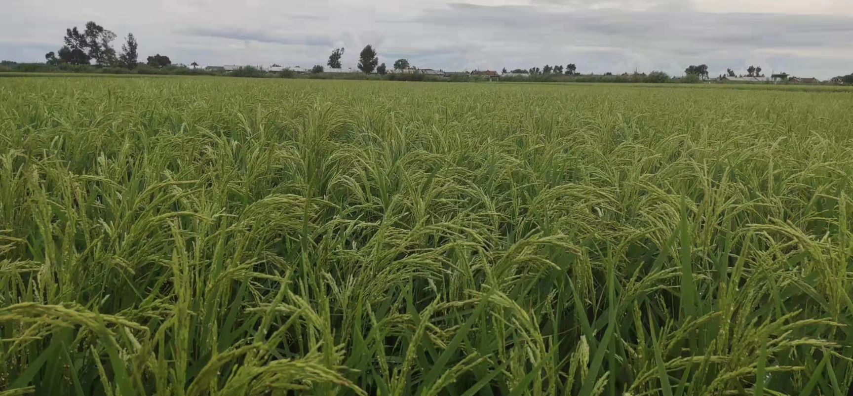  正宗五常大米，自家种的大米，