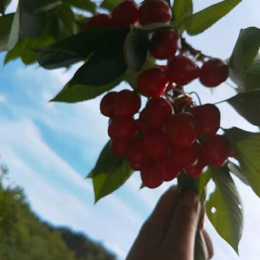泰安 车厘子樱桃苗，矮化樱桃苗，全国发货保证品种纯正齐全。