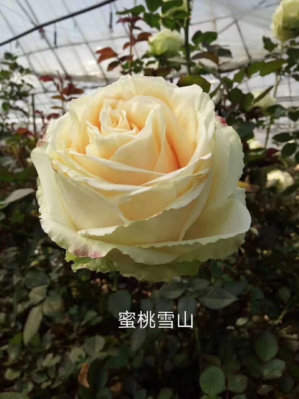  各种玫瑰苗，品种多颜色多 适用于盆栽种植，园林绿化基地批发