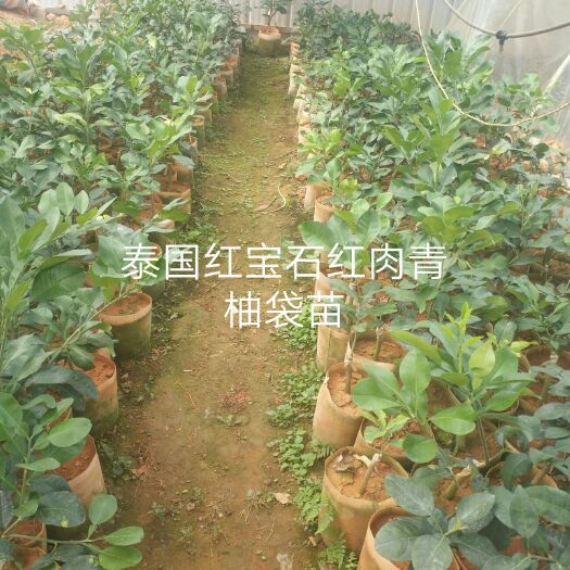 灵山县红心柚苗