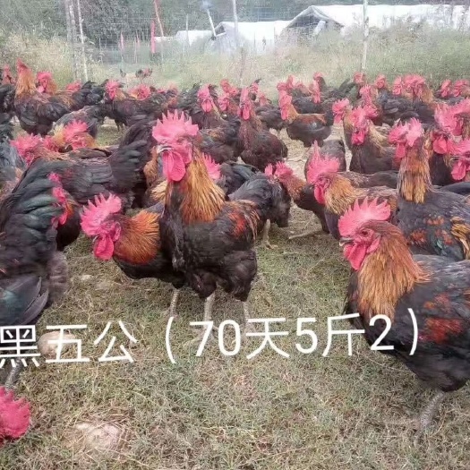 广州 黑五公鸡苗，保证嫩口大苗，毛色好，生长快，品质好