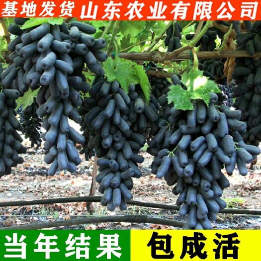 平邑县 蓝宝石葡萄苗大量供应，欢迎大家咨询采购
