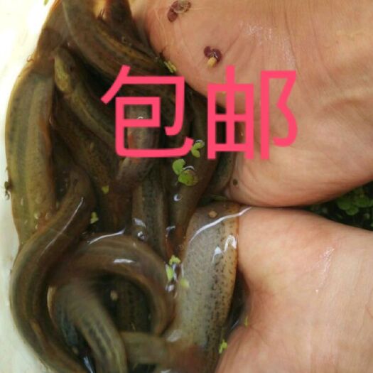泥鳅10斤包邮 各种规格成品泥鳅